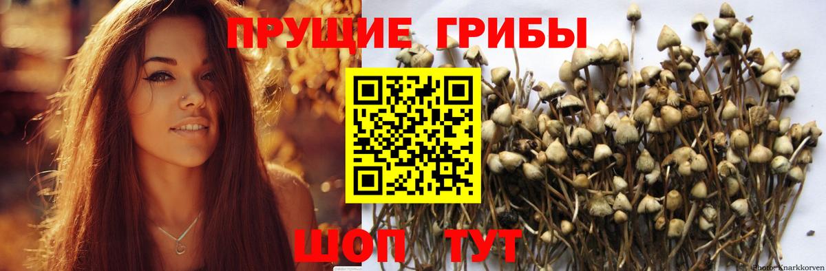 Кохма  Псилоцибиновые грибы Psilocybe  Вход с VPN 